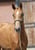 Annuncio cavallo