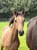 Horse ad