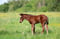 Annuncio cavallo