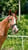 Horse ad