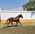 Anuncio de caballos