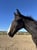 Horse ad
