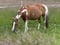 Horse ad