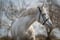 Horse ad