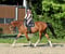 Annuncio cavallo