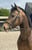 Horse ad