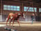 Annuncio cavallo