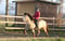 Horse ad