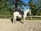 Annuncio cavallo