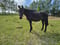 Horse ad
