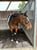 Horse ad