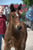 Horse ad
