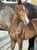 Annuncio cavallo
