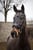 Horse ad