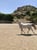 Horse ad
