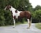 Horse ad