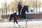Annuncio cavallo