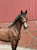 Anuncio de caballos