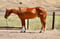 Annuncio cavallo