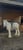 Horse ad