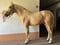Horse ad