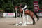 Annuncio cavallo