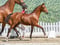 Annuncio cavallo