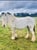Annuncio cavallo