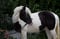 Annuncio cavallo