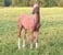Horse ad