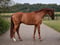 Annuncio cavallo