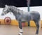 Annuncio cavallo