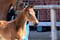 Anuncio de caballos
