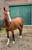 Paardadvertentie
