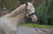 Horse ad