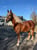 Horse ad
