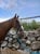 Annonce cheval