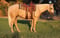 Horse ad