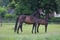 Annonce cheval
