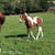 Annonce cheval