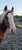Horse ad