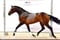 Annuncio cavallo