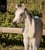 Horse ad