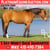 Horse ad