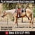 Horse ad