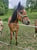 Horse ad