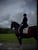 Pferdeinserat
