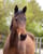 Horse ad