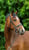 Horse ad