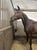 Annuncio cavallo